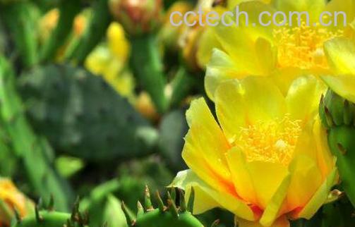 仙人掌花能吃吗 仙人掌花怎么食用-0