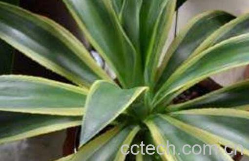 金边龙舌兰泡酒的作用 金边龙舌兰怎么泡酒-0