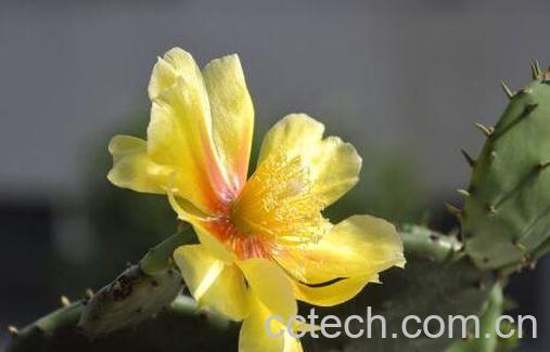 仙人掌花能吃吗 仙人掌花怎么食用-1