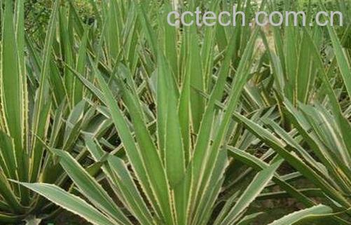 金边龙舌兰泡酒的作用 金边龙舌兰怎么泡酒-1