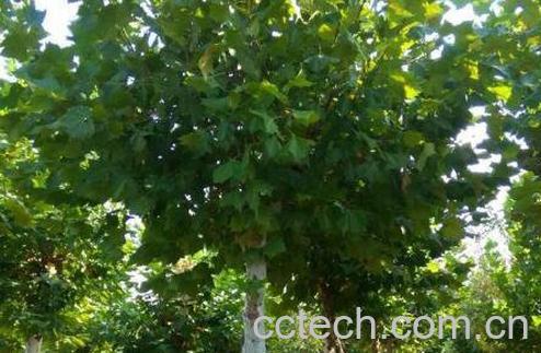 法国梧桐树的功效与作用-0