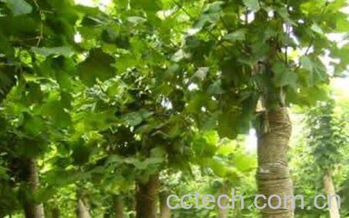 法国梧桐树的功效与作用-1