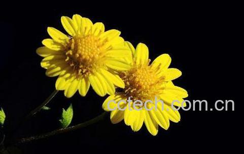 野菊花的功效与作用及副作用-0