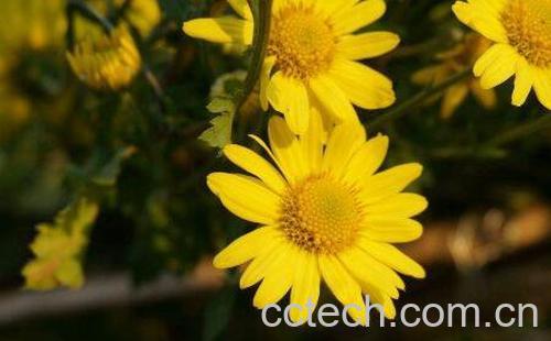 野菊花的功效与作用及副作用-1