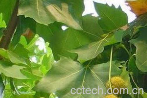 泡桐树和梧桐树的区别-1