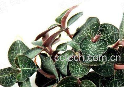 如何自己繁殖金线莲 金线莲栽培技术-1