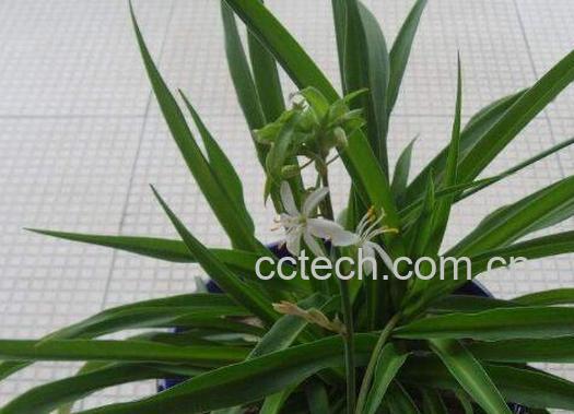 什么植物吸收甲醛最好 室内吸甲醛最好的植物-0