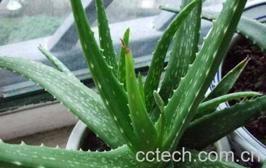 什么植物吸收甲醛最好 室内吸甲醛最好的植物-1