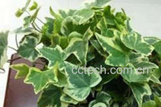 金边常春藤的养殖方法-1