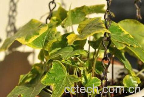 金边常春藤的养殖方法-0