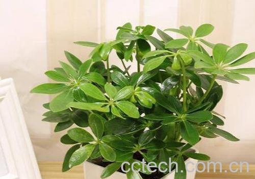 鸭脚木的养殖方法 养殖鸭脚木的注意事项-1