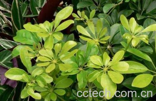 鸭脚木的养殖方法 养殖鸭脚木的注意事项-0