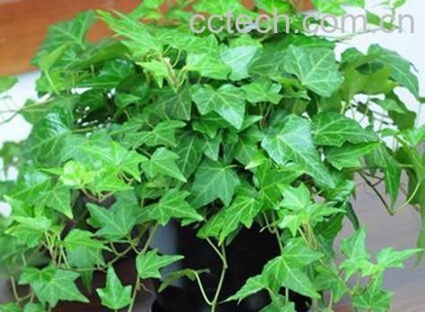 常青藤怎么养 常青藤的养殖方法和注意事项-1