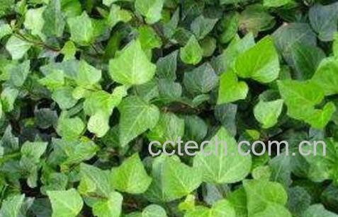 常青藤怎么养 常青藤的养殖方法和注意事项-0