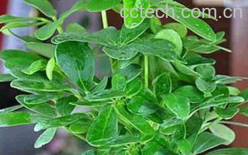 鸭脚木的扦插方法-0