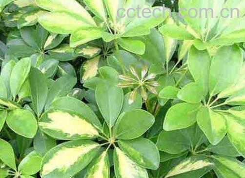 鸭脚木的扦插方法-1