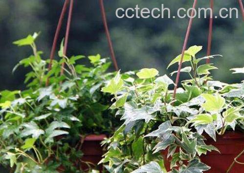 常春藤怎么繁殖 常春藤扦插繁殖方法-1