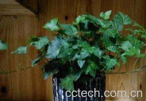 常春藤怎么繁殖 常春藤扦插繁殖方法-0