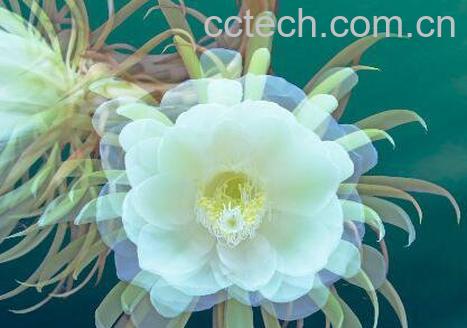 昙花花后如何处理 昙花干叶怎么处理-0