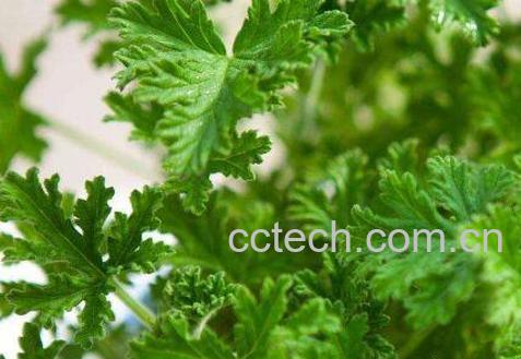 驱蚊植物有哪些 驱蚊效果最好的植物-0