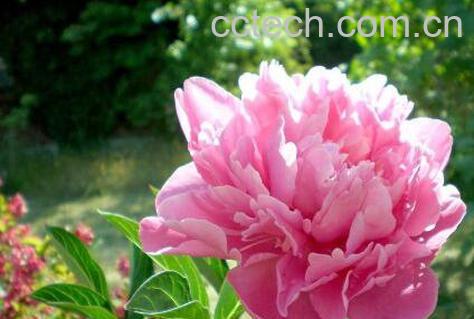 牡丹花如何种植 牡丹花的种植方法技巧-0