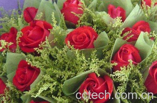 玫瑰花摘下来怎么保存-1