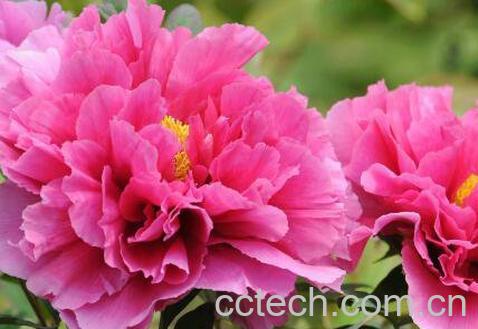 牡丹花如何种植 牡丹花的种植方法技巧-1