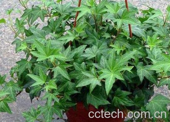 常春藤怎么养长得快 常春藤水培怎么生根快-0