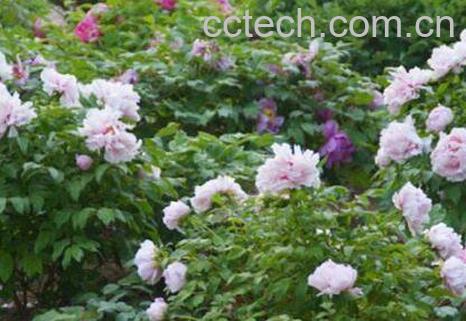 盆栽牡丹花怎么养 家庭盆栽牡丹种植方法-0