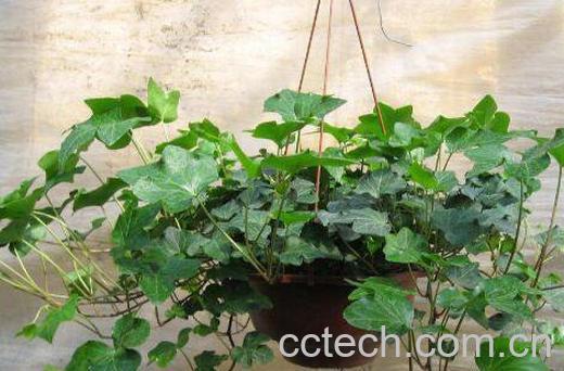 常春藤怎么养长得快 常春藤水培怎么生根快-1
