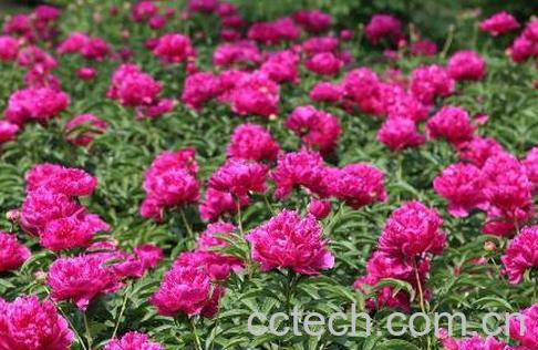 盆栽牡丹花怎么养 家庭盆栽牡丹种植方法-1