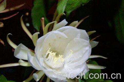 昙花摘下来如何保存-0