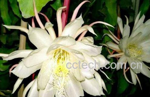 昙花摘下来如何保存-1