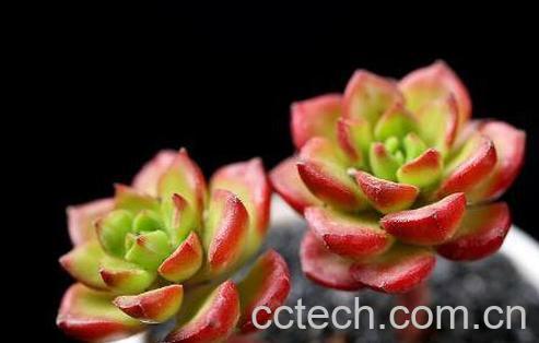 蒂亚多肉怎么养 蒂亚多肉的养殖技巧-0