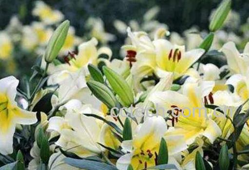 百合花的功效与作用 百合花的禁忌-0