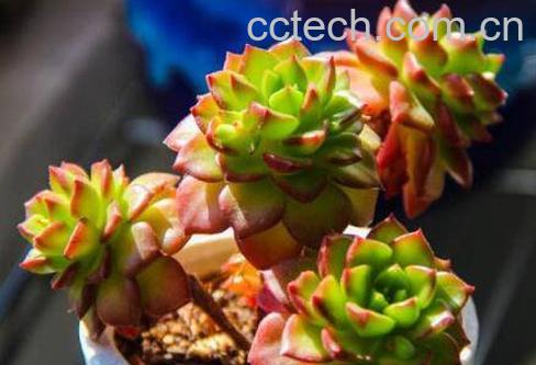 蒂亚多肉怎么养 蒂亚多肉的养殖技巧-1