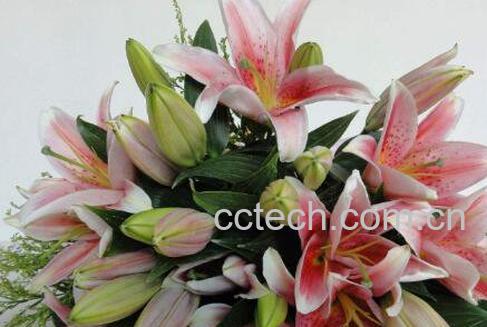 百合花的功效与作用 百合花的禁忌-1