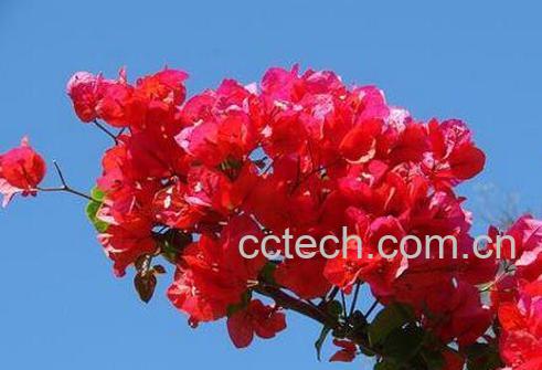 三角梅的修剪方法 三角梅的栽培方法-0