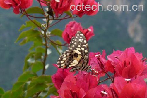 三角梅的修剪方法 三角梅的栽培方法-1