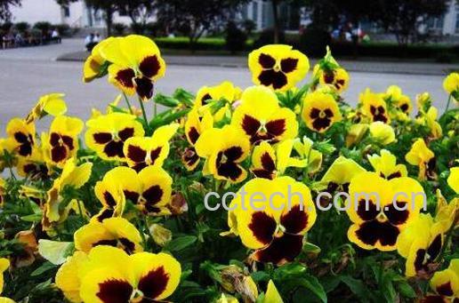 三色堇图片 三色堇的养殖方法技巧-0