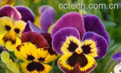 三色堇图片 三色堇的养殖方法技巧-1