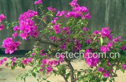 三角梅的养殖方法 三角梅怎么养好-1