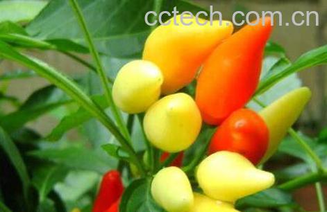 五彩椒什么时候播种 彩椒的种植方法-1