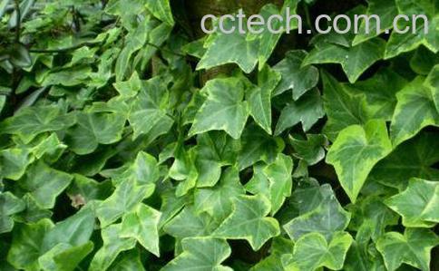 常春藤的养殖方法 常春藤怎么养-0