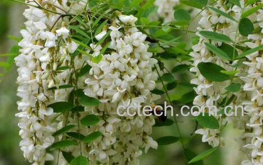 槐花的功效与作用 槐花的吃法-1