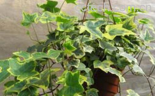 金边常春藤的养殖方法-0