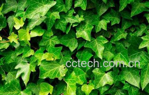 常春藤的养殖方法 常春藤怎么养-1