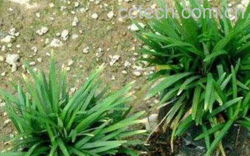  玉龙草和麦冬草的区别-0