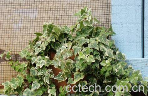 金边常春藤的养殖方法-1