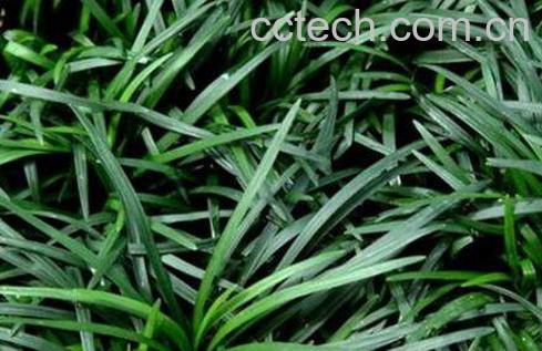 玉龙草的功效与作用-0